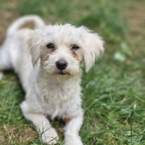 #BE2513419 - Monoi, chien croisé à adopter – AnimalWeb Belgique #BE2513419 - Monoi, chien croisé à adopter – AnimalWeb Belgique
