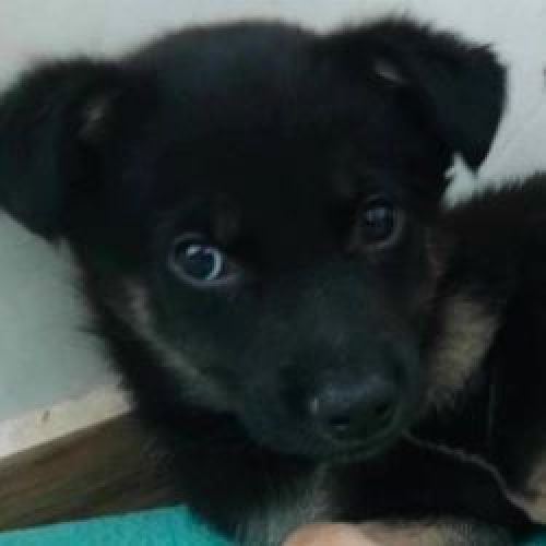 #BE2513420 - Mumbo, chien croisé à adopter – AnimalWeb Belgique #BE2513420 - Mumbo, chien croisé à adopter – AnimalWeb Belgique