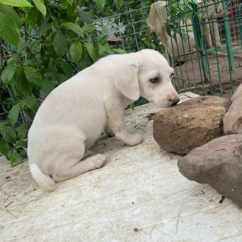 #BE2513421 - Nemo, chien croisé à adopter – AnimalWeb Belgique #BE2513421 - Nemo, chien croisé à adopter – AnimalWeb Belgique