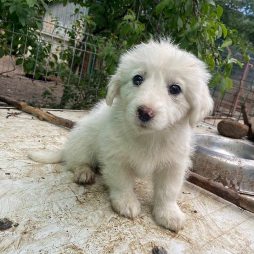 #BE2513422 - Seiko, chien croisé à adopter – AnimalWeb Belgique #BE2513422 - Seiko, chien croisé à adopter – AnimalWeb Belgique