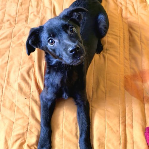 #BE2513423 - Kev, chien croisé à adopter – AnimalWeb #BE2513423 - Kev, chien croisé à adopter – AnimalWeb