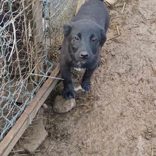 #BE2513423 - Siggy, chien croisé à adopter – AnimalWeb Belgique #BE2513423 - Siggy, chien croisé à adopter – AnimalWeb Belgique