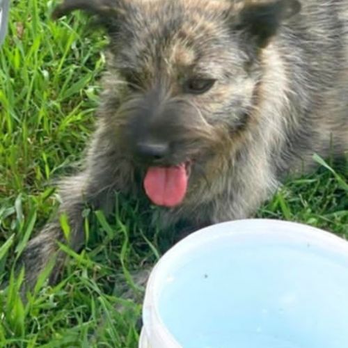 #BE2513425 - Rosie, chien croisé à adopter – AnimalWeb #BE2513425 - Rosie, chien croisé à adopter – AnimalWeb