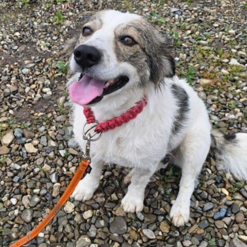 #BE2513427 - Mirabella, chien croisé à adopter – AnimalWeb #BE2513427 - Mirabella, chien croisé à adopter – AnimalWeb