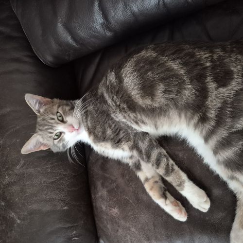 Trouvé chat Andenne Trouvé chat Andenne