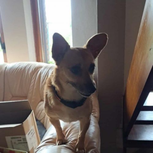 #BE2513429 - Friska, chien croisé à adopter – AnimalWeb #BE2513429 - Friska, chien croisé à adopter – AnimalWeb