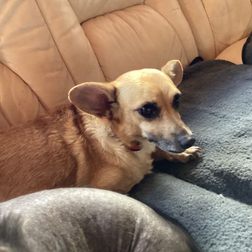 #BE2513429 - Friska, chien croisé à adopter – AnimalWeb #BE2513429 - Friska, chien croisé à adopter – AnimalWeb