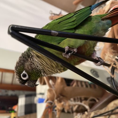 #BE2513430 - Sam, oiseau perdu à Evere - AnimalWeb Belgique #BE2513430 - Sam, oiseau perdu à Evere - AnimalWeb Belgique
