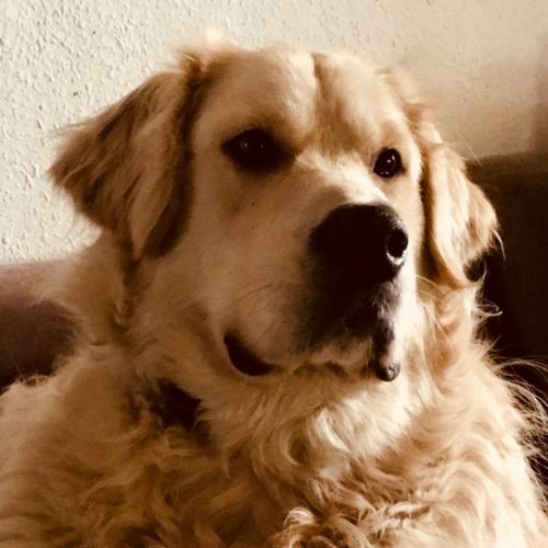 #BE2513432 - Snoop, Golden Retriever à adopter – AnimalWeb #BE2513432 - Snoop, Golden Retriever à adopter – AnimalWeb