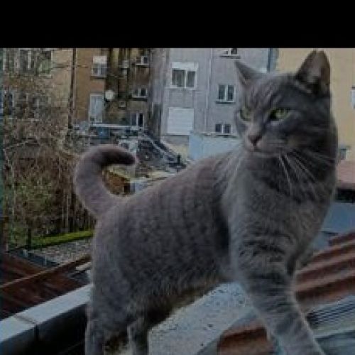 #BE2513433 - Kuzco, chat perdu à Anderlecht - AnimalWeb Belgique #BE2513433 - Kuzco, chat perdu à Anderlecht - AnimalWeb Belgique
