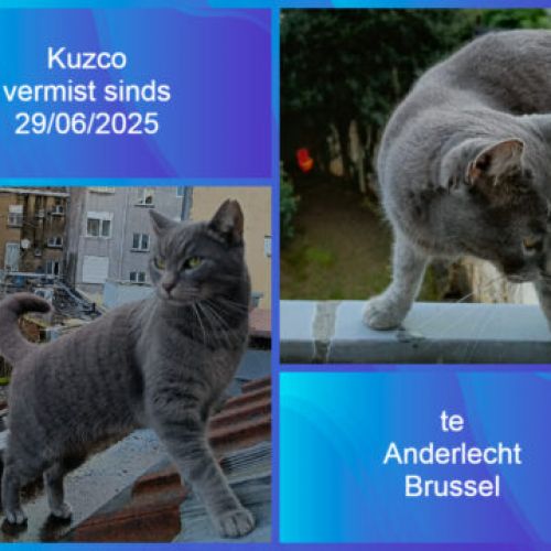 #BE2513433 - Chat perdu