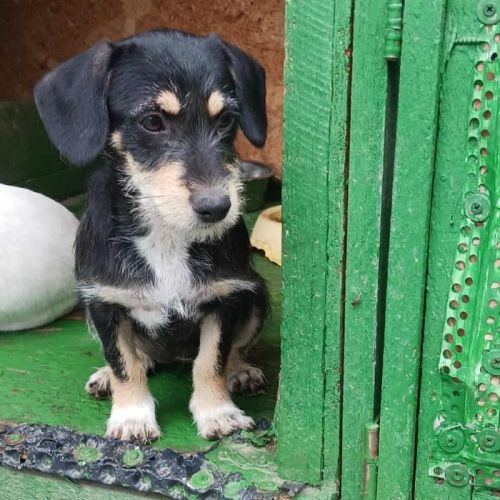 #BE2513434 - Solveig, chien croisé à adopter – AnimalWeb Belgique #BE2513434 - Solveig, chien croisé à adopter – AnimalWeb Belgique