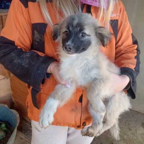 #BE2513435 - Tobi, chien croisé à adopter – AnimalWeb Belgique #BE2513435 - Tobi, chien croisé à adopter – AnimalWeb Belgique