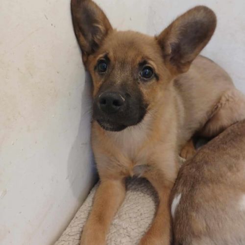 #BE2513436 - Toubisou, chien croisé à adopter – AnimalWeb Belgique #BE2513436 - Toubisou, chien croisé à adopter – AnimalWeb Belgique