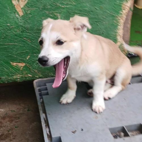 #BE251437 - Urielle, chien croisé à adopter – AnimalWeb Belgique #BE251437 - Urielle, chien croisé à adopter – AnimalWeb Belgique