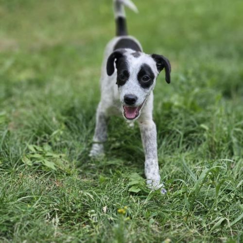 #BE2513438 - Valentin, chien croisé à adopter – AnimalWeb Belgique #BE2513438 - Valentin, chien croisé à adopter – AnimalWeb Belgique