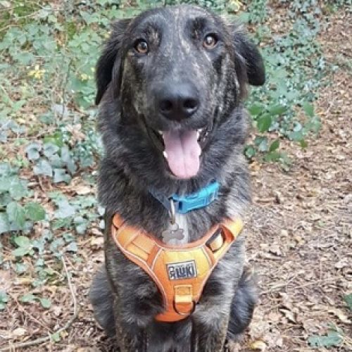 #BE2513439 - Venise, chien croisé à adopter – AnimalWeb Belgique #BE2513439 - Venise, chien croisé à adopter – AnimalWeb Belgique