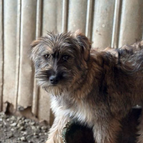 #BE2513440 - Zita, chien croisé à adopter – AnimalWeb Belgique #BE2513440 - Zita, chien croisé à adopter – AnimalWeb Belgique