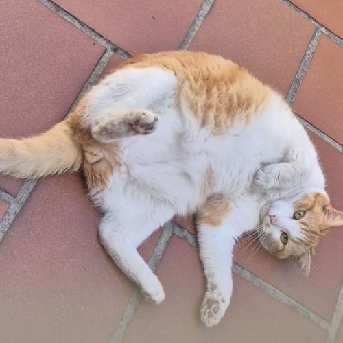 #BE2513442 - Chat trouvé - Chatelet - AnimalWeb Belgique #BE2513442 - Chat trouvé - Chatelet - AnimalWeb Belgique