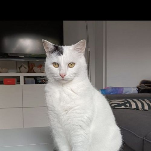 #BE2513444 - Gluglu, chat perdu à Auderghem - AnimalWeb Belgique #BE2513444 - Gluglu, chat perdu à Auderghem - AnimalWeb Belgique
