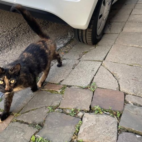 Petit chat cherche maitre - trouvé à Thuin Petit chat cherche maitre - trouvé à Thuin