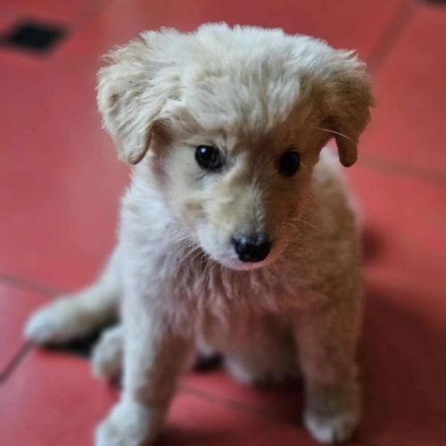 #BE2513446 - Chien à Adopter #BE2513446 - Chien à Adopter