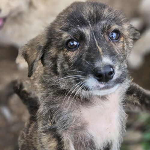 #BE2513447 - Chien à Adopter #BE2513447 - Chien à Adopter