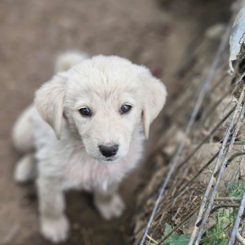#BE2513448 - Chien à Adopter #BE2513448 - Chien à Adopter