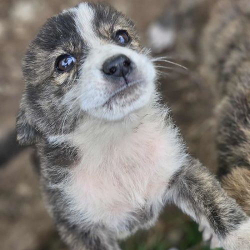 #BE2513449 - Chien à Adopter #BE2513449 - Chien à Adopter