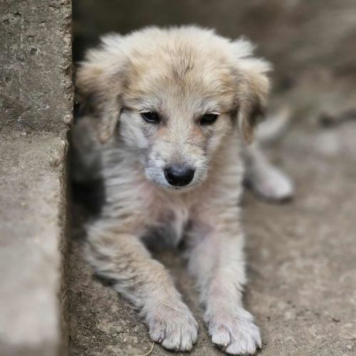 #BE2513450 - Chien à Adopter #BE2513450 - Chien à Adopter