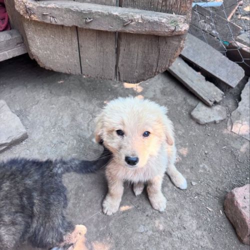 #BE2513451 - Chien à Adopter #BE2513451 - Chien à Adopter