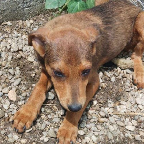 #BE2513452 - Chien à Adopter #BE2513452 - Chien à Adopter