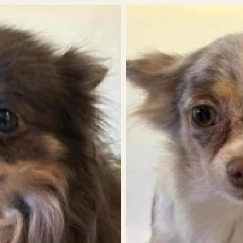 #BE2513453 - Chien à Adopter #BE2513453 - Chien à Adopter