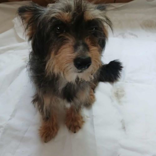 #BE2513454 - Chien à Adopter #BE2513454 - Chien à Adopter