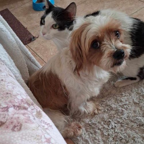#BE2513455 - Chien à Adopter #BE2513455 - Chien à Adopter
