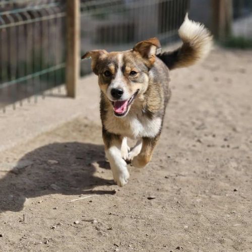 #BE2513456 - Chien à Adopter #BE2513456 - Chien à Adopter