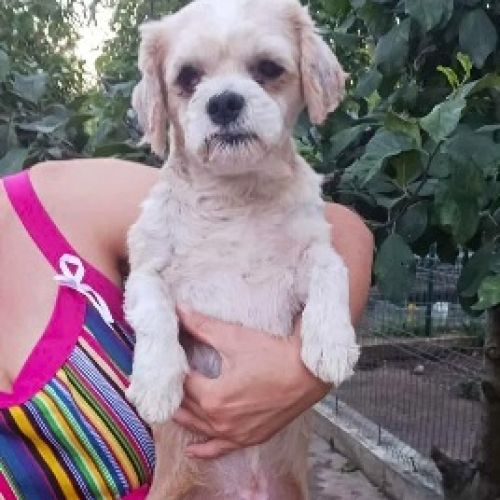 #BE2513457 - Button, chien croisé à adopter – AnimalWeb Belgique #BE2513457 - Button, chien croisé à adopter – AnimalWeb Belgique