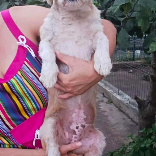 #BE2513457 - Chien à Adopter #BE2513457 - Chien à Adopter