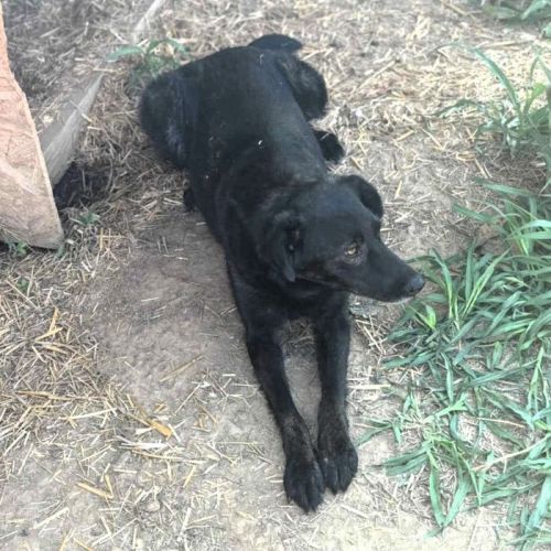 #BE2513458 - Chien à Adopter #BE2513458 - Chien à Adopter