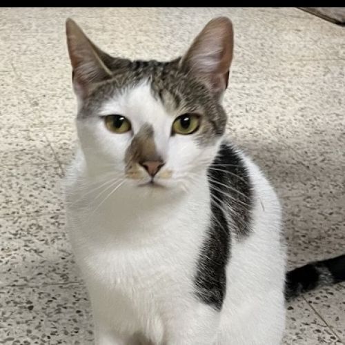 #BE2513459 - Bonny, chat perdu à Frasnes-lez-Anvaing - AnimalWeb Belgi #BE2513459 - Bonny, chat perdu à Frasnes-lez-Anvaing - AnimalWeb Belgi