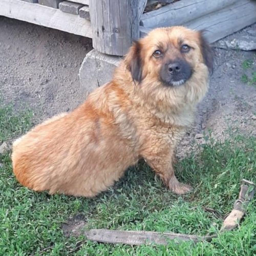 #BE2513460 - Vica, chien croisé à adopter – AnimalWeb #BE2513460 - Vica, chien croisé à adopter – AnimalWeb