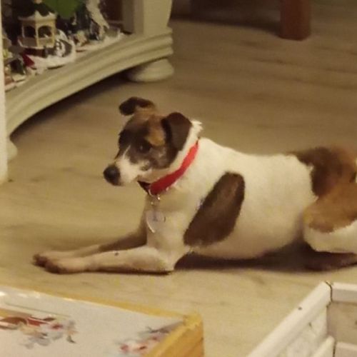 #BE2513461- Auri - Chien perdu à Jamoigne - AnimalWeb Belgique #BE2513461- Auri - Chien perdu à Jamoigne - AnimalWeb Belgique