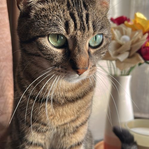 #BE2513464 - Bonny, chat perdu à Piéton - AnimalWeb Belgique #BE2513464 - Bonny, chat perdu à Piéton - AnimalWeb Belgique
