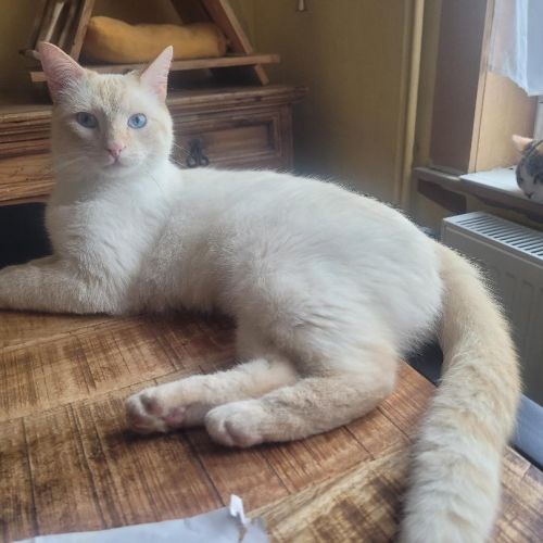 #BE2513465 - Akhénaton, chat à adopter à Leuze-en-Hainaut - AnimalWeb #BE2513465 - Akhénaton, chat à adopter à Leuze-en-Hainaut - AnimalWeb