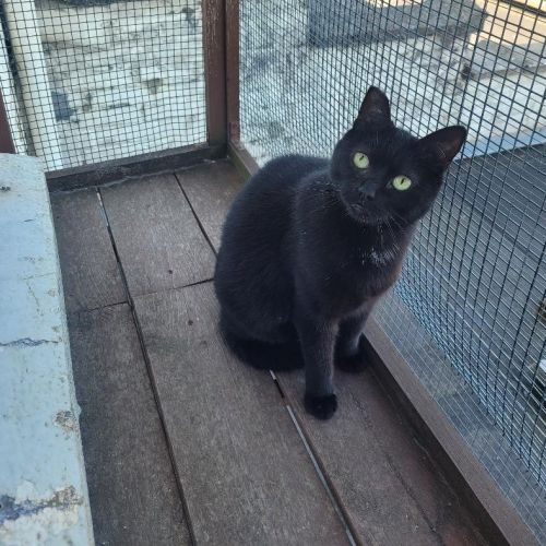 #BE2513466 - Denise, chat à adopter à Leuze-en-Hainaut - AnimalWeb Bel #BE2513466 - Denise, chat à adopter à Leuze-en-Hainaut - AnimalWeb Bel