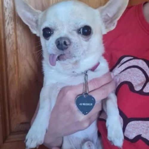#BE2513467 - Adoptez Simba à Wiers – AnimalWeb #BE2513467 - Adoptez Simba à Wiers – AnimalWeb