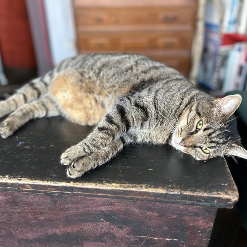 #BE2513469 - Chat à adopter à Schaerbeek - AnimalWeb #BE2513469 - Chat à adopter à Schaerbeek - AnimalWeb
