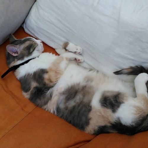 #BE2513470 - Lola, chat perdu à Braine-l'Alleud - AnimalWeb Belgique #BE2513470 - Lola, chat perdu à Braine-l'Alleud - AnimalWeb Belgique
