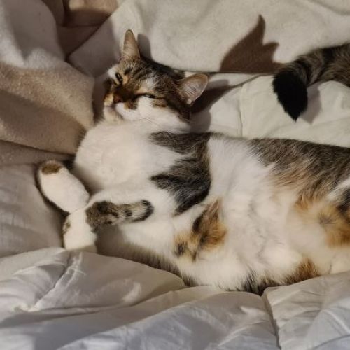 #BE2513472 - Poupouille, chat perdu à Ixelles - AnimalWeb Belgique #BE2513472 - Poupouille, chat perdu à Ixelles - AnimalWeb Belgique