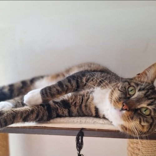 #BE2513473 - Syrah, chat perdu à Jambes - AnimalWeb Belgique #BE2513473 - Syrah, chat perdu à Jambes - AnimalWeb Belgique